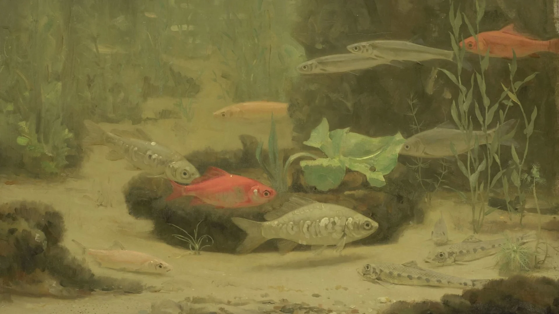Gold- and Silverfish in an Aquarium